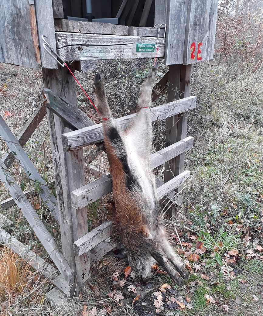 Wild an den Hinterläufen aufgehängt: Anwendung der Aufbrechhilfe